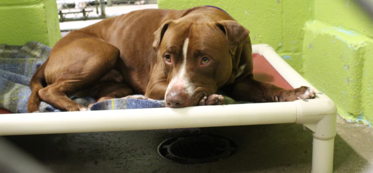 Kuranda ShelterBeds Donate a bed to shelter pets